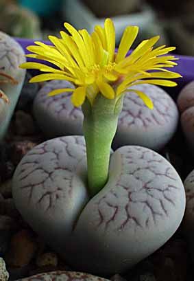 Lithops pseudotruncatella in bloom: