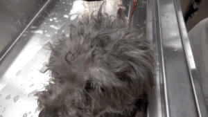 一只叫Oakley的流浪旺被人深夜从街头上解救，总有一个时刻能感动你