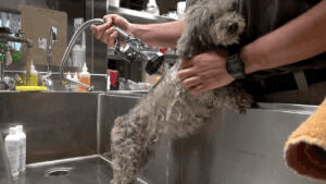 一只叫Oakley的流浪旺被人深夜从街头上解救，总有一个时刻能感动你