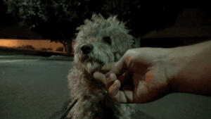 一只叫Oakley的流浪旺被人深夜从街头上解救，总有一个时刻能感动你