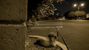 一只叫Oakley的流浪旺被人深夜从街头上解救，总有一个时刻能感动你