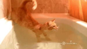 逆天的喵星人不怕水，还一副很茫然的状态？