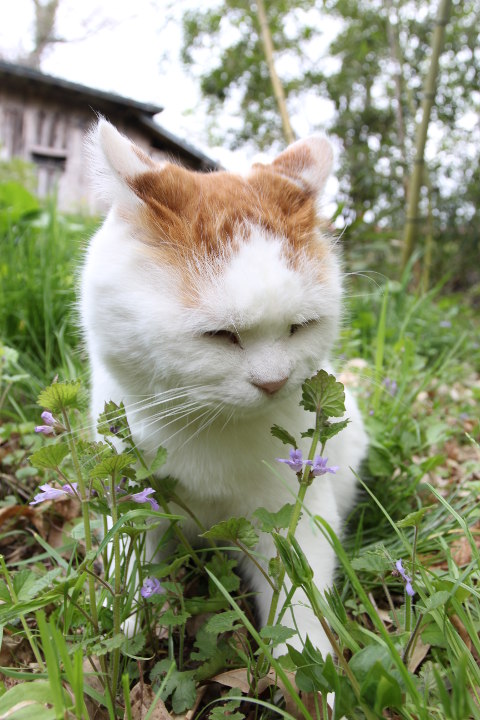 2016.05.27 垣通し〈植〉カキドオシ 连钱草，别名：金钱草/活血丹（白：不好吃，主人主人，乃亲爱滴小乖乖大白白长辣么可爱，晚餐吃烤鱼吧~~）[ 2016/05/27 14:00 ] 2016～ 花と・