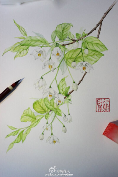 #水彩过程# 【秤锤树手绘过程】又一个过程来惹 夏天到了，不一起画一张清凉一下吗 （作者：@铭花人 ）