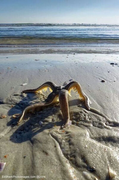 Starfish walking back to the water | Flagler Beach: