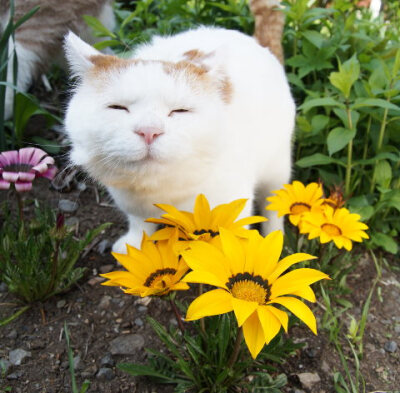 2016.06.18 ガザニア &amp;lt;植&amp;gt;勋章菊 又写作 くんしょうぎく[ 2016/06/18 05:00 ] 2016～ 花と・