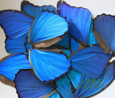 蝶语：大蓝闪蝶翅膀 真蝴蝶 蝴蝶标本 12元/片 1片起卖
