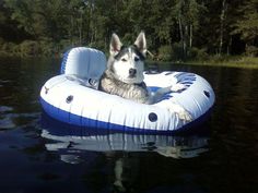 A lazy afternoon down the river... the Siberian Husky way.