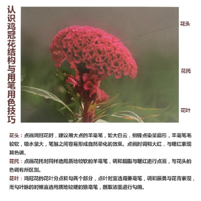 【国画技法】花中之“禽”——鸡冠花 @學畵 秋光及物眼犹迷，著叶婆娑拟碧鸡。