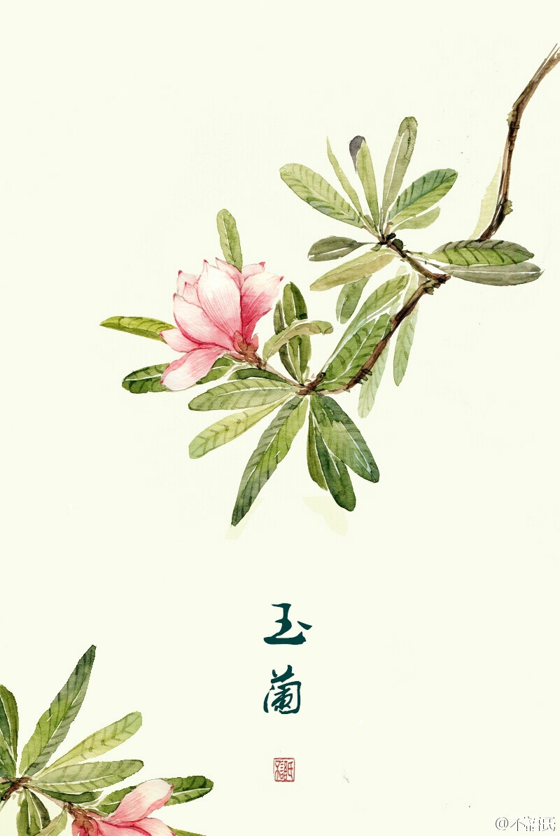 玉兰花