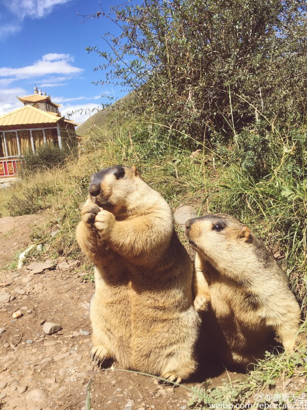 土拨鼠