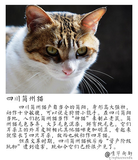中国本土猫有哪些种类？