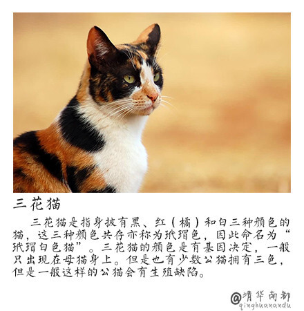 中国本土猫有哪些种类？