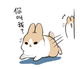 Machiko rabbit