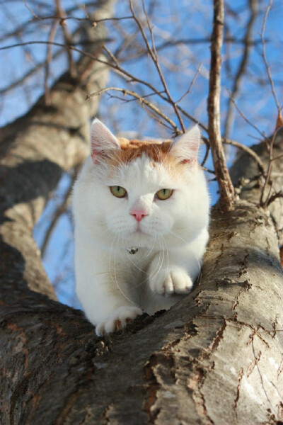 In me the tiger sniffs the rose！（心有猛虎，细嗅蔷薇！）