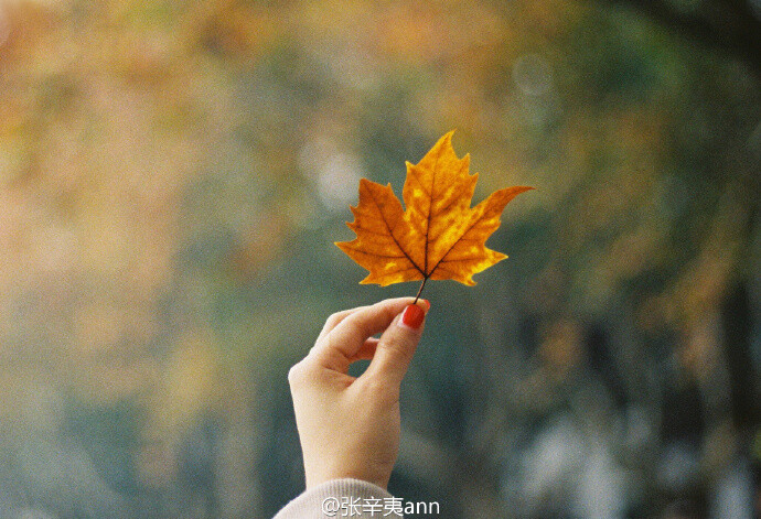 秋日 ｜ 阴雨天 ｜ 枫叶 K说时依旧-好妹妹乐队