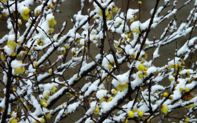 无锡雪景摄影高清电脑壁纸