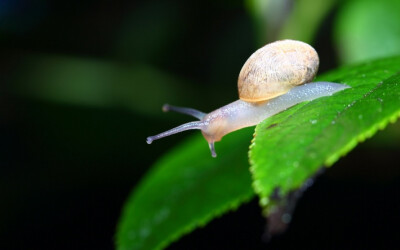 雨后蜗牛高清桌面壁纸