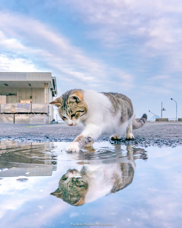 猫咪 摄影 来源于wb