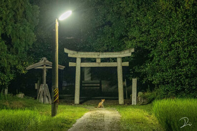 岛国推主深夜拍到了神社鸟居下的狐狸