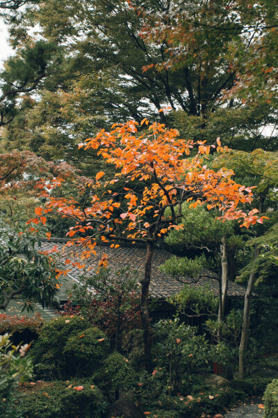 日本庭院 风景 B162