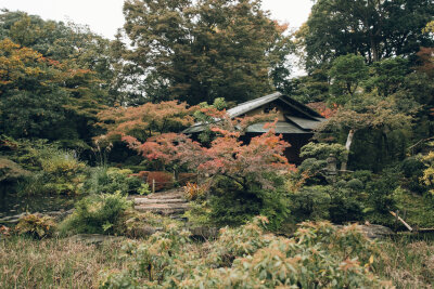 B162 日本 庭院 风景 树林