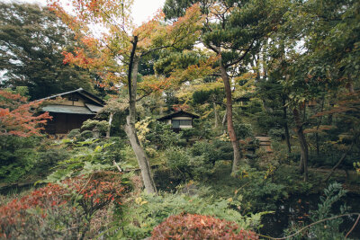 B162 日本 庭院 风景 树林