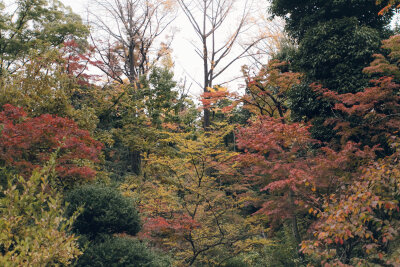 B162 日本 庭院 风景 树林