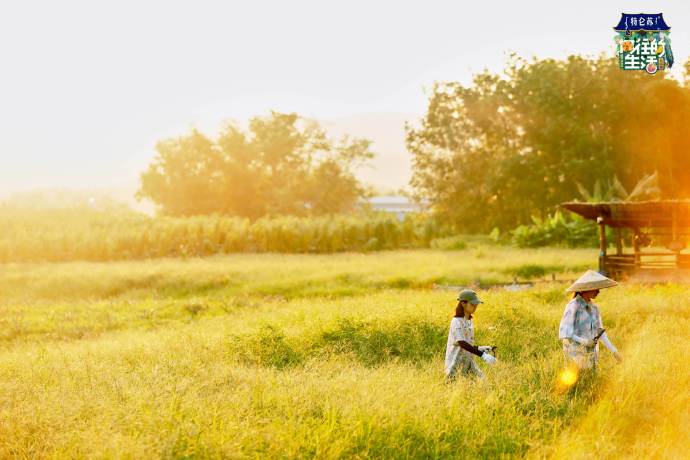 女孩们是由什么构成的？或许是鲜花、阳光和夏天的风。