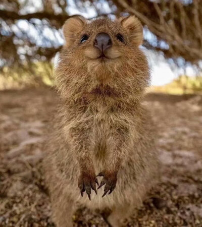 住在澳大利亚的短尾矮袋鼠天生一副治愈的笑容，据说是世界上最快乐的小动物，祝你开心！