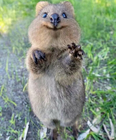 住在澳大利亚的短尾矮袋鼠天生一副治愈的笑容，据说是世界上最快乐的小动物，祝你开心！