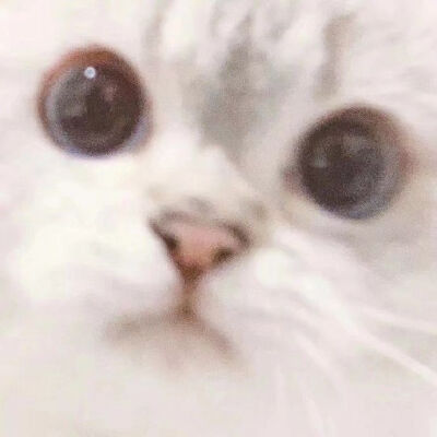 叮咚～你的小可爱已上线 cr：美美美美美锅