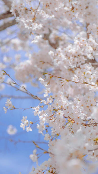 壁纸(樱花树)