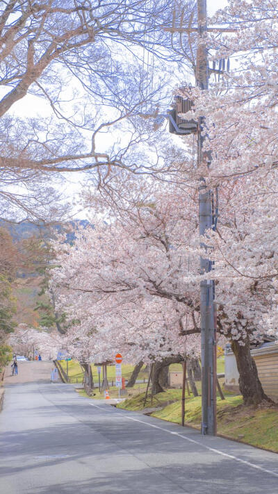 壁纸(樱花树)