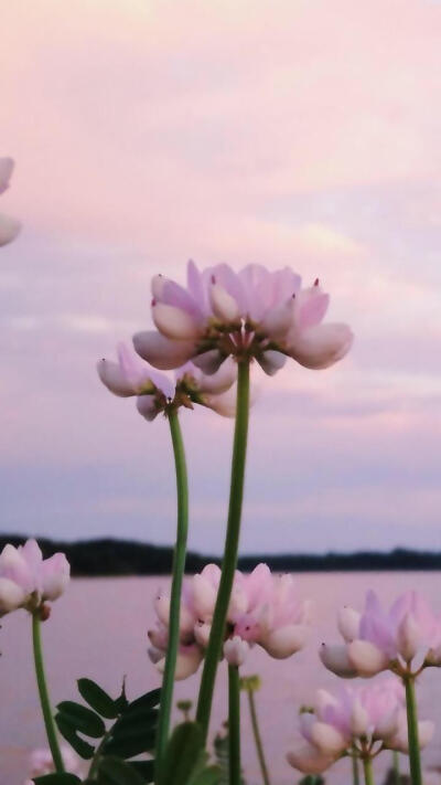 壁纸 ✧ 美美滴花