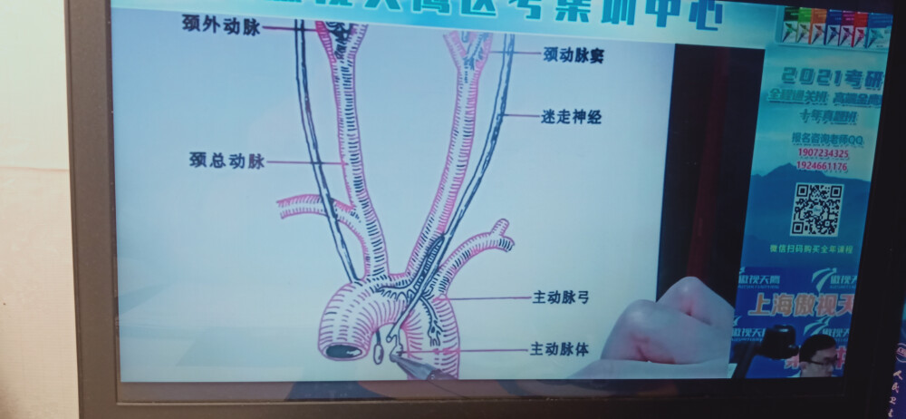 颈动脉窦主动脉弓