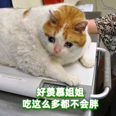 绿茶猫猫表情包