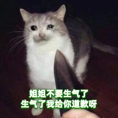 绿茶猫猫表情包