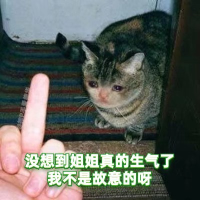 绿茶猫猫表情包