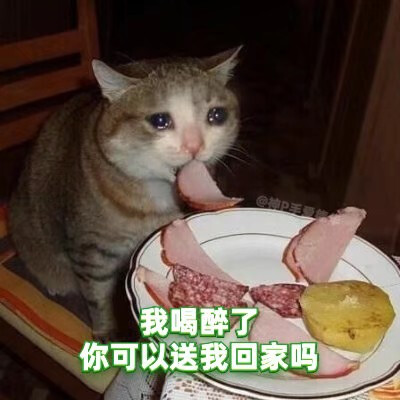 绿茶猫猫表情包