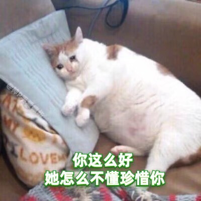 绿茶猫猫表情包