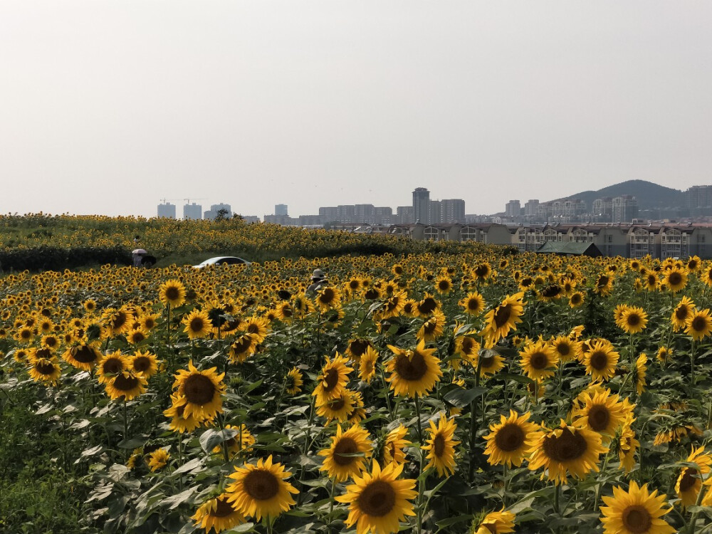 花花