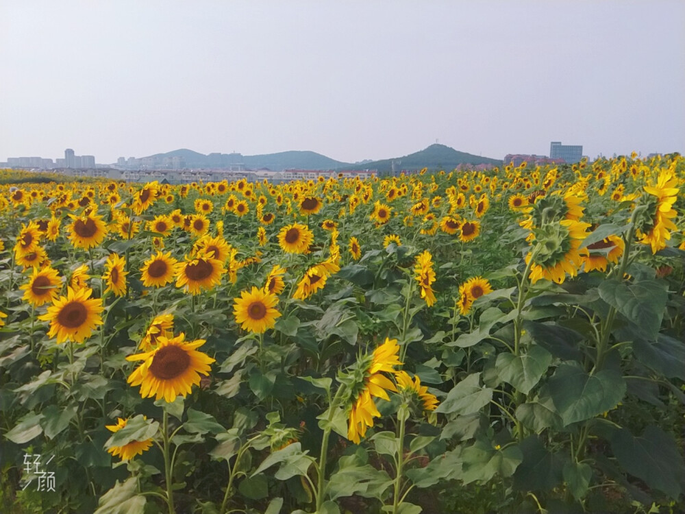 花花