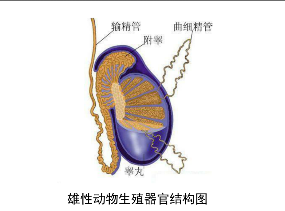 网课