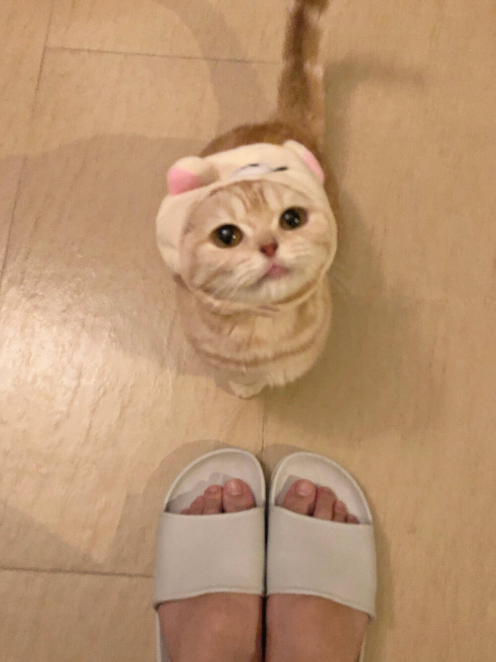 猫咪