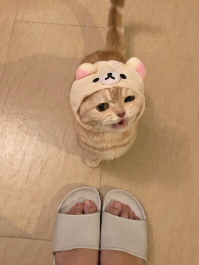 猫咪