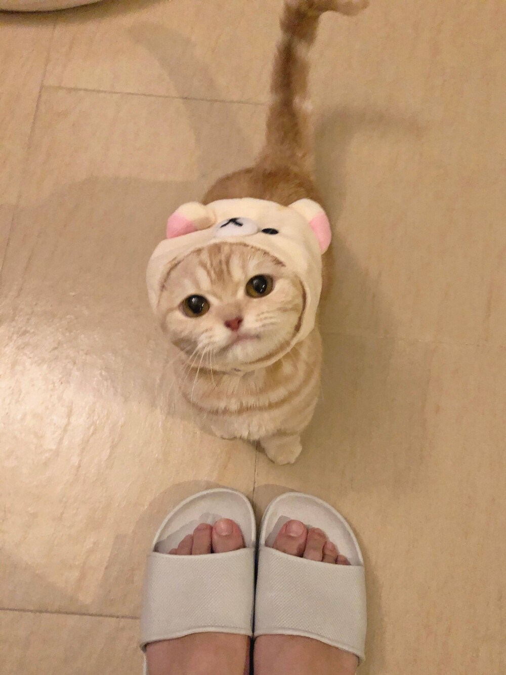 猫咪