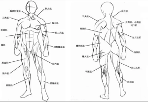 骨骼肌肉人体透视