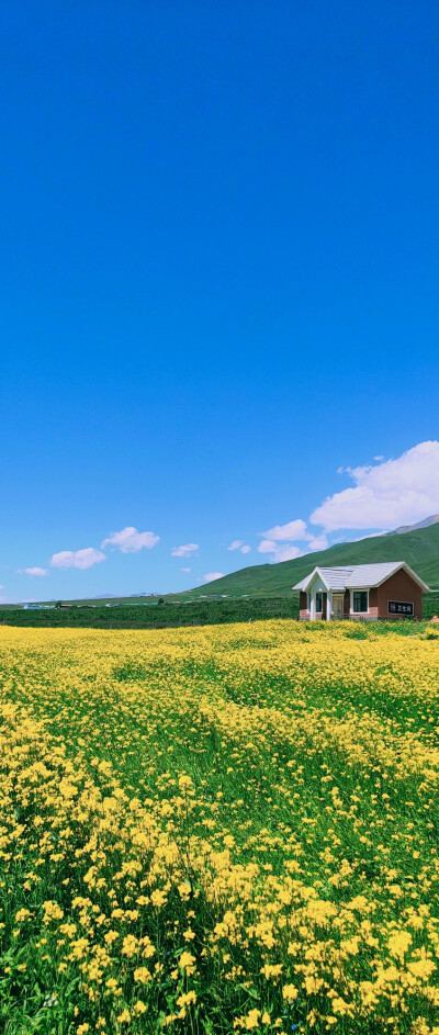 青海门源油菜花，如画的世界✧*。٩(ˊωˋ*)و✧*。