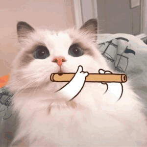 猫猫
